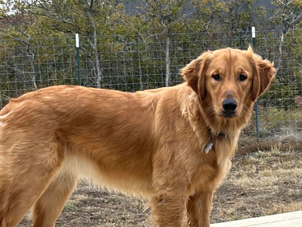 Meet Emylou Golden Retriever dog
