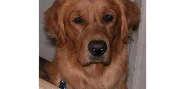 picture of a Golden retriever dog 