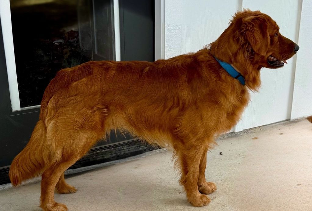 Golden Retriever dog side view 
