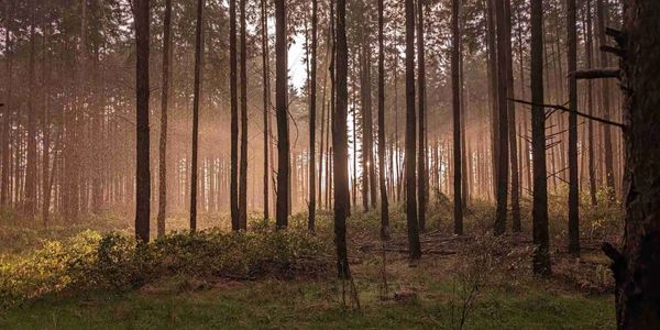 Light shines through to show you the way forward through your own life experiences