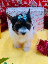 Heartland Pomeranians & Small breeds of Southeast Georgia