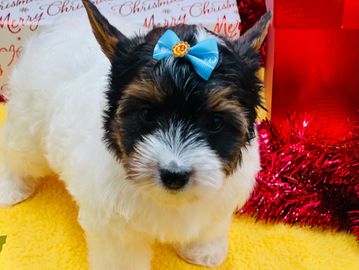 Ellie- girl born  10-22-25
$3300 
Microchip