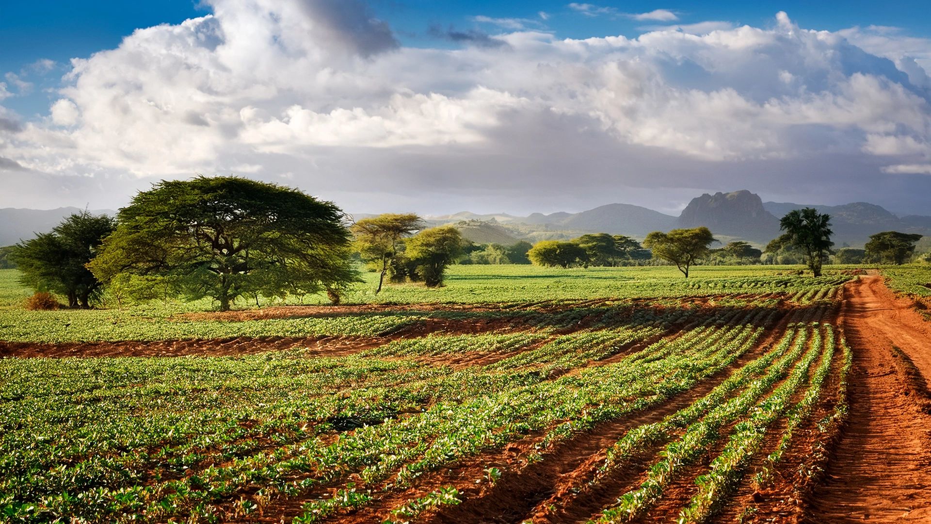 Lush farmland with rows of crops and scattered trees under a cloudy sky.