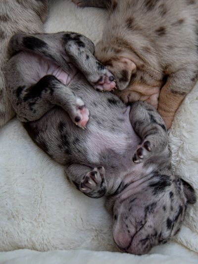 LITTLE AMERICAN BULLY PUPPY SLEEPING