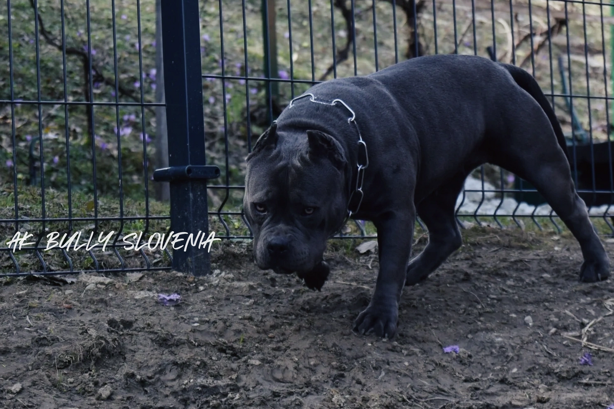 Blue American pocket bully female, best american bully, slovenia american bully