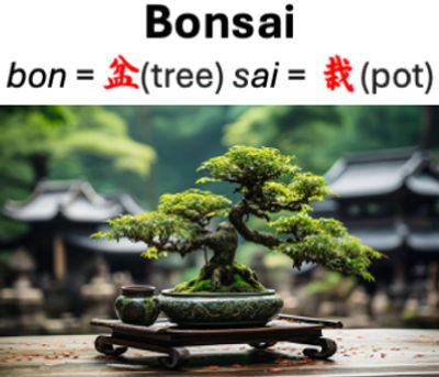 where can i buy a money tree plant Mini Money Tree