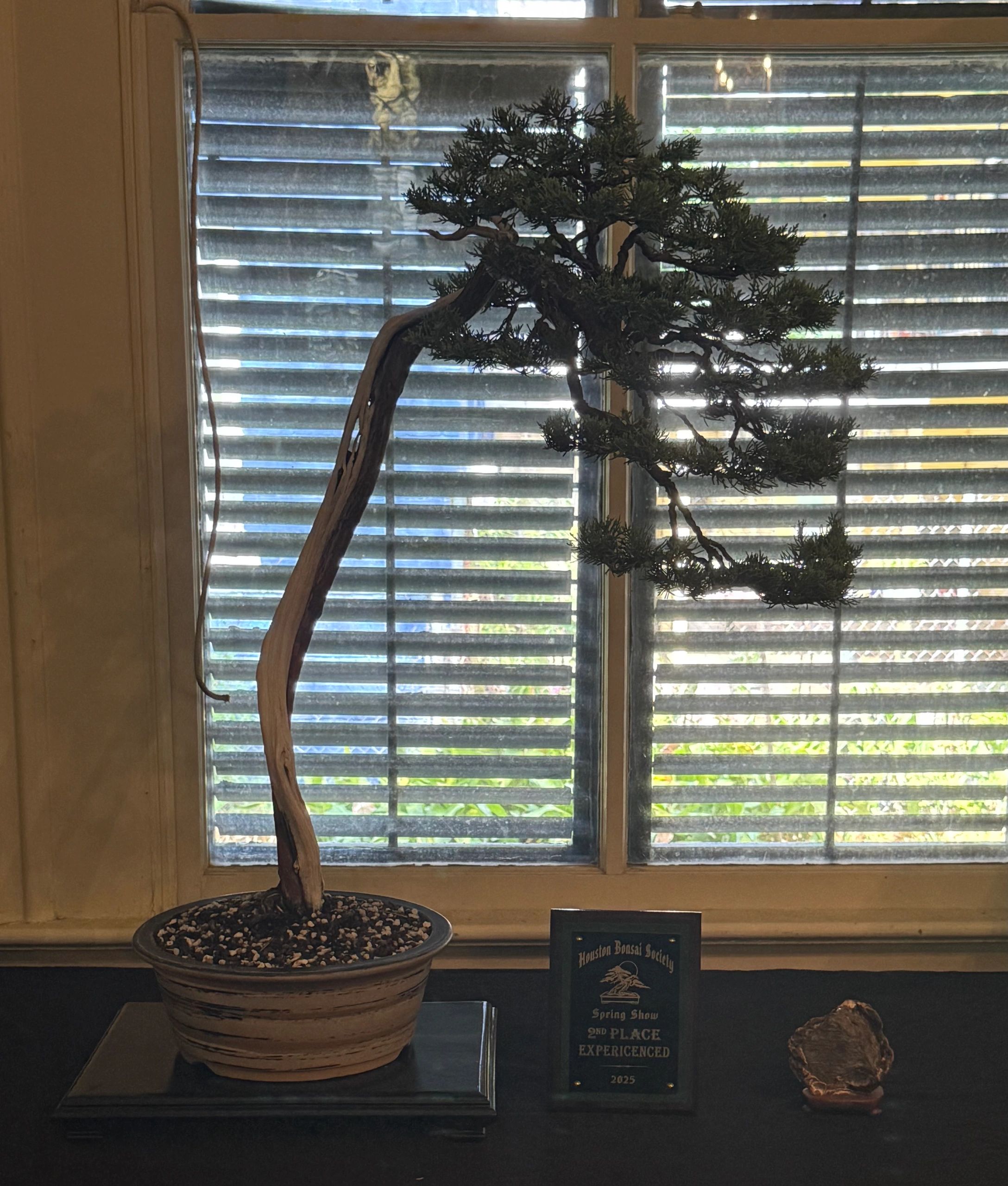 Houston Bonsai Society Gallery - Showcase of Bonsai Awards