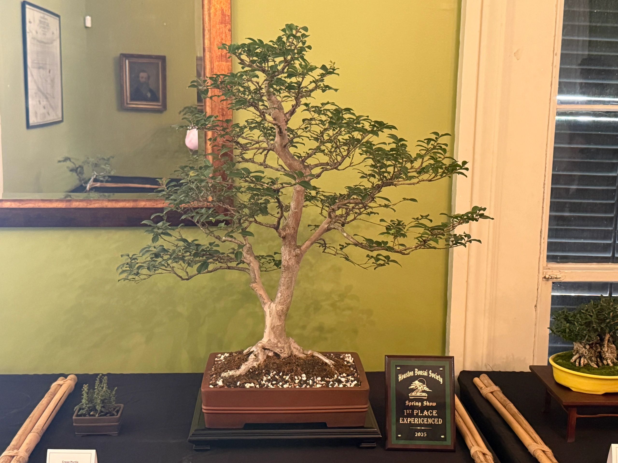 Houston Bonsai Society Gallery - Showcase of Bonsai Awards