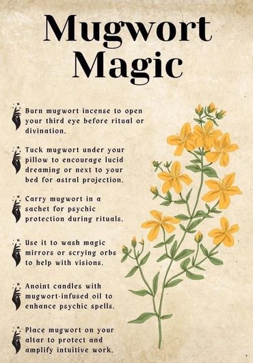 Illustration of mugwort plant with magical uses and rituals explained.
