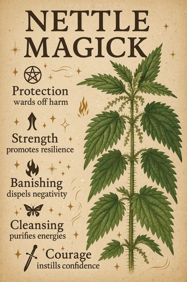 Illustration of nettle plant with its magical properties listed.