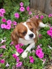 Homestead puppies