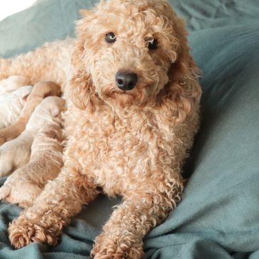 Cavapoochon puppies for sale