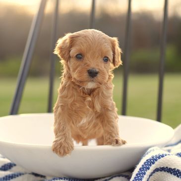 Why a Cavapoo? Cavapoo Puppies for Sale, About the Cavapoo Puppy, Cavalier King Charles Puppies