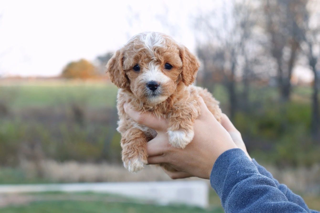 how often should i feed my cavapoo puppy