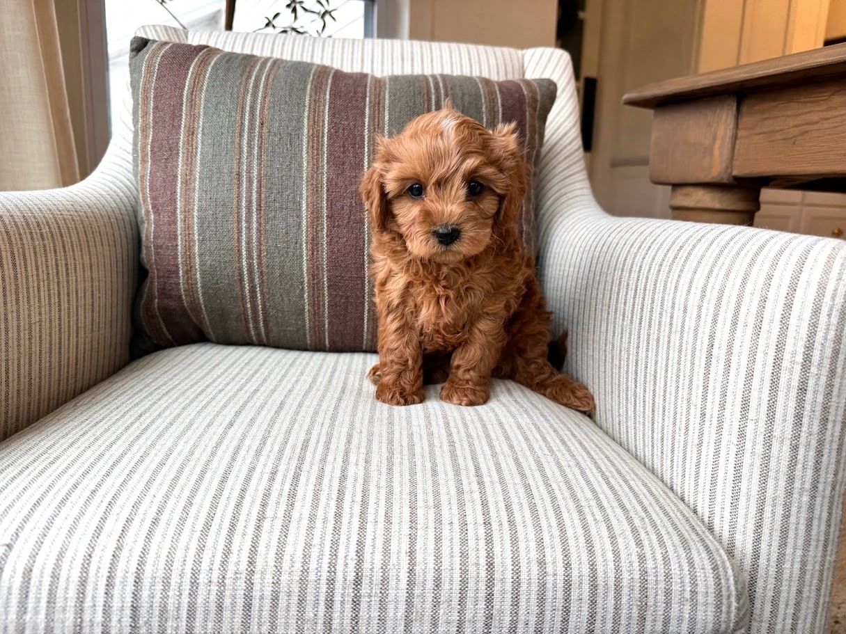 Poodle Puppies for Sale, Cavapoochon Puppies for Sale, Puppies for sale, Cavapoo Puppies for Sale