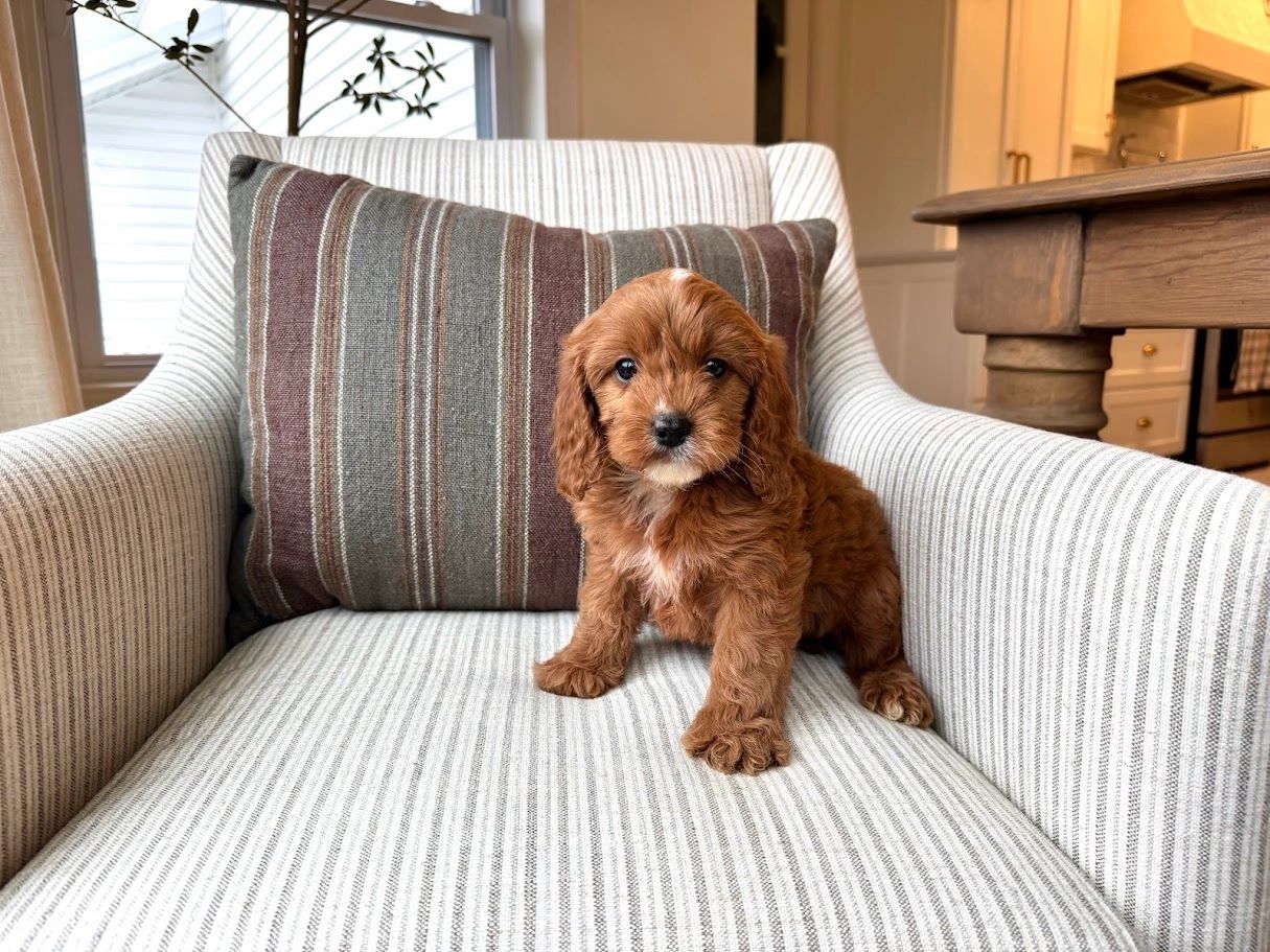 Poodle Puppies for Sale, Cavapoochon Puppies for Sale, Puppies for sale, Cavapoo Puppies for Sale