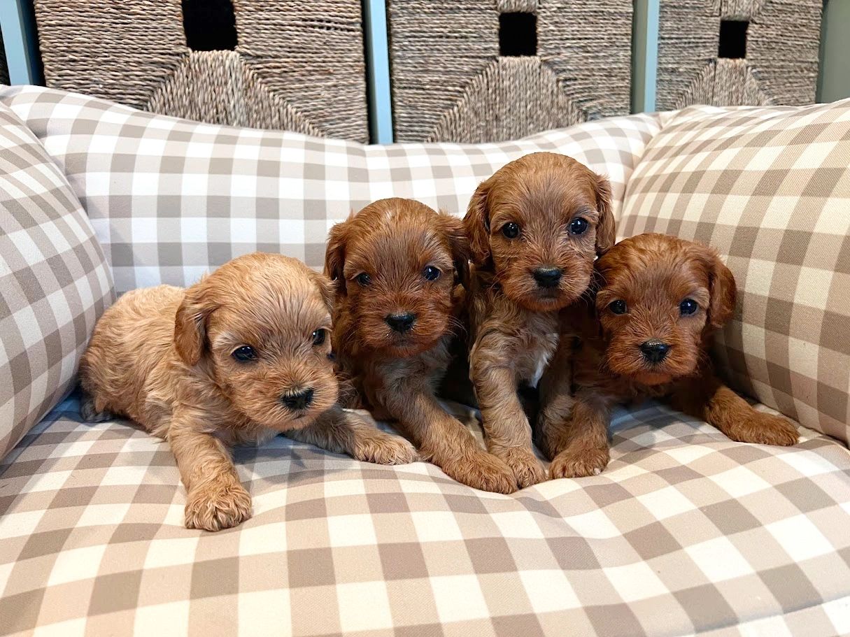 Cavapoo Puppies for Sale, Cavapoo's of New York, Cavoodle Puppies, Small Poodle Mixed Puppies