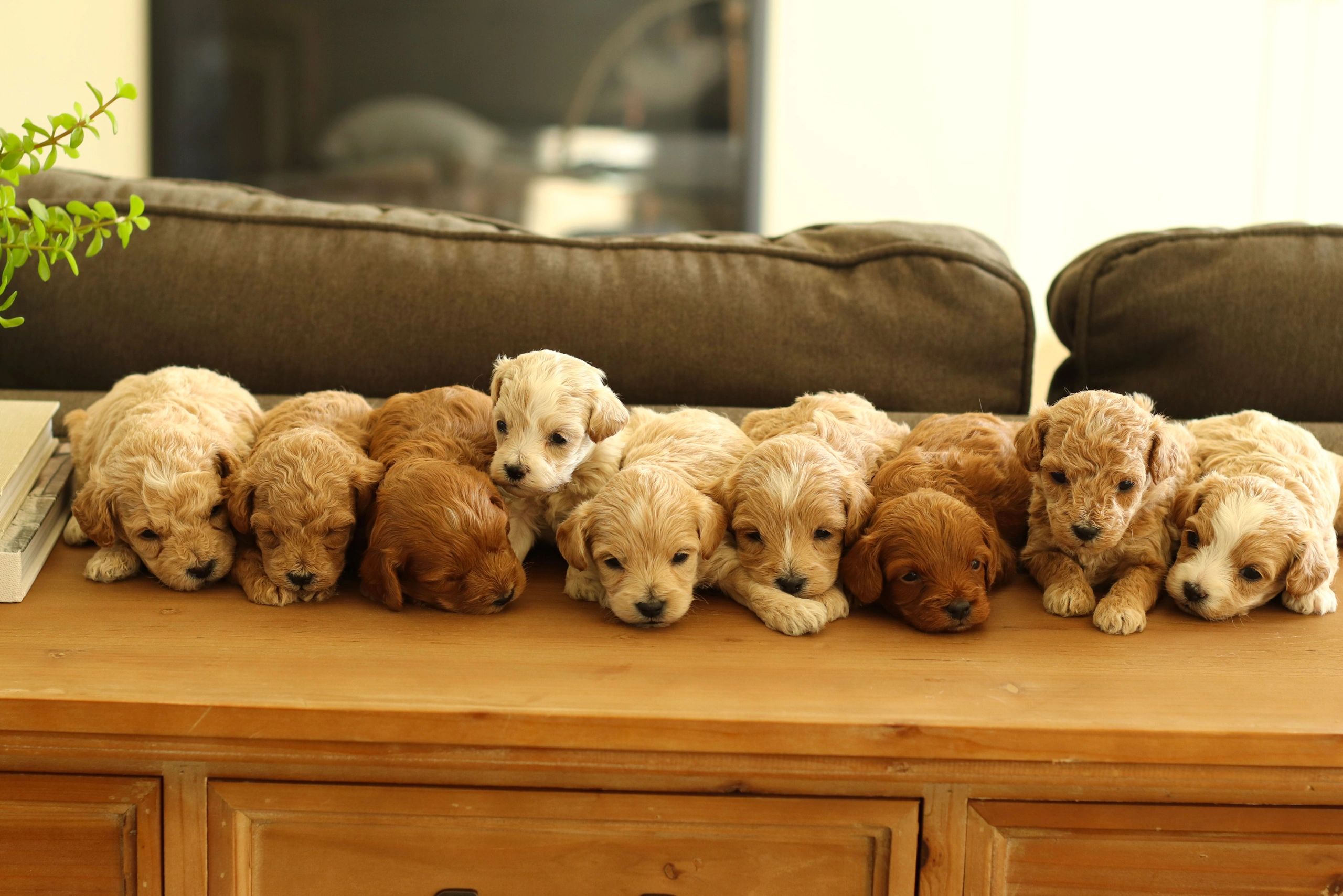 how many puppies are in a cavapoo litter