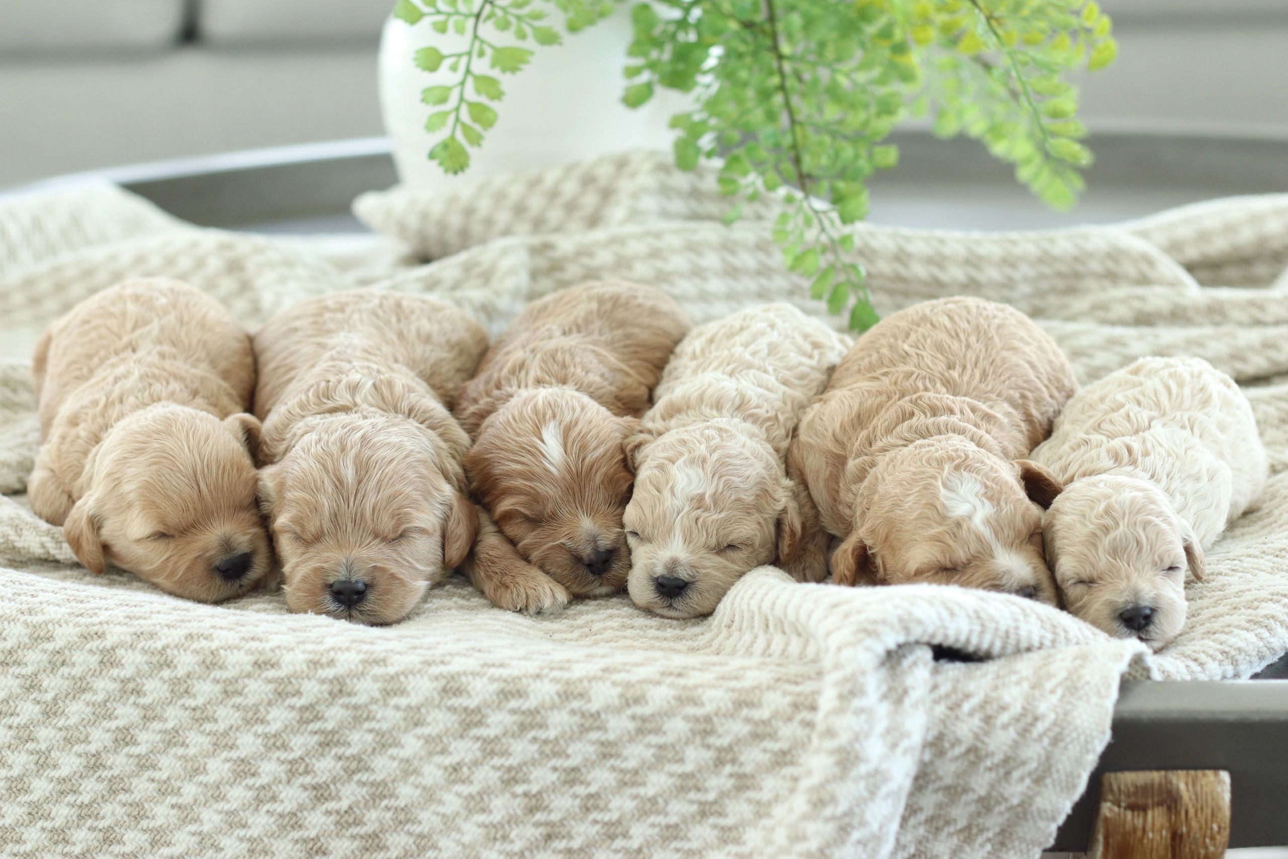 Cavapoochon Puppies for Sale, Poodle mix Puppies for Sale, doodle puppies for sale, Cavalier Puppies