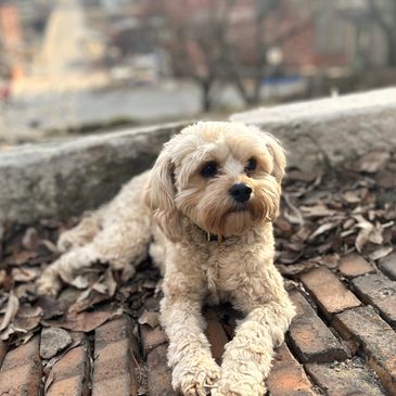 Cavapoochon puppies for sale