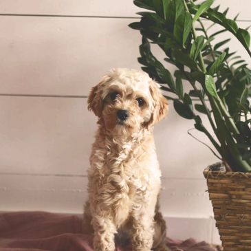 Cavapoochon puppies for sale