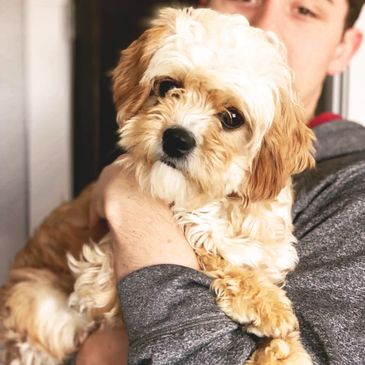 Cavapoochon puppies for sale