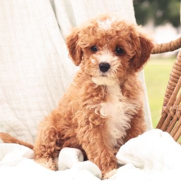 Cavapoochon Puppies for Sale