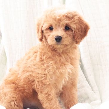 Cavapoochon puppies for sale