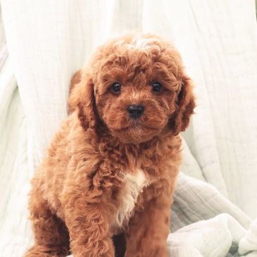 Cavapoochon puppies for sale