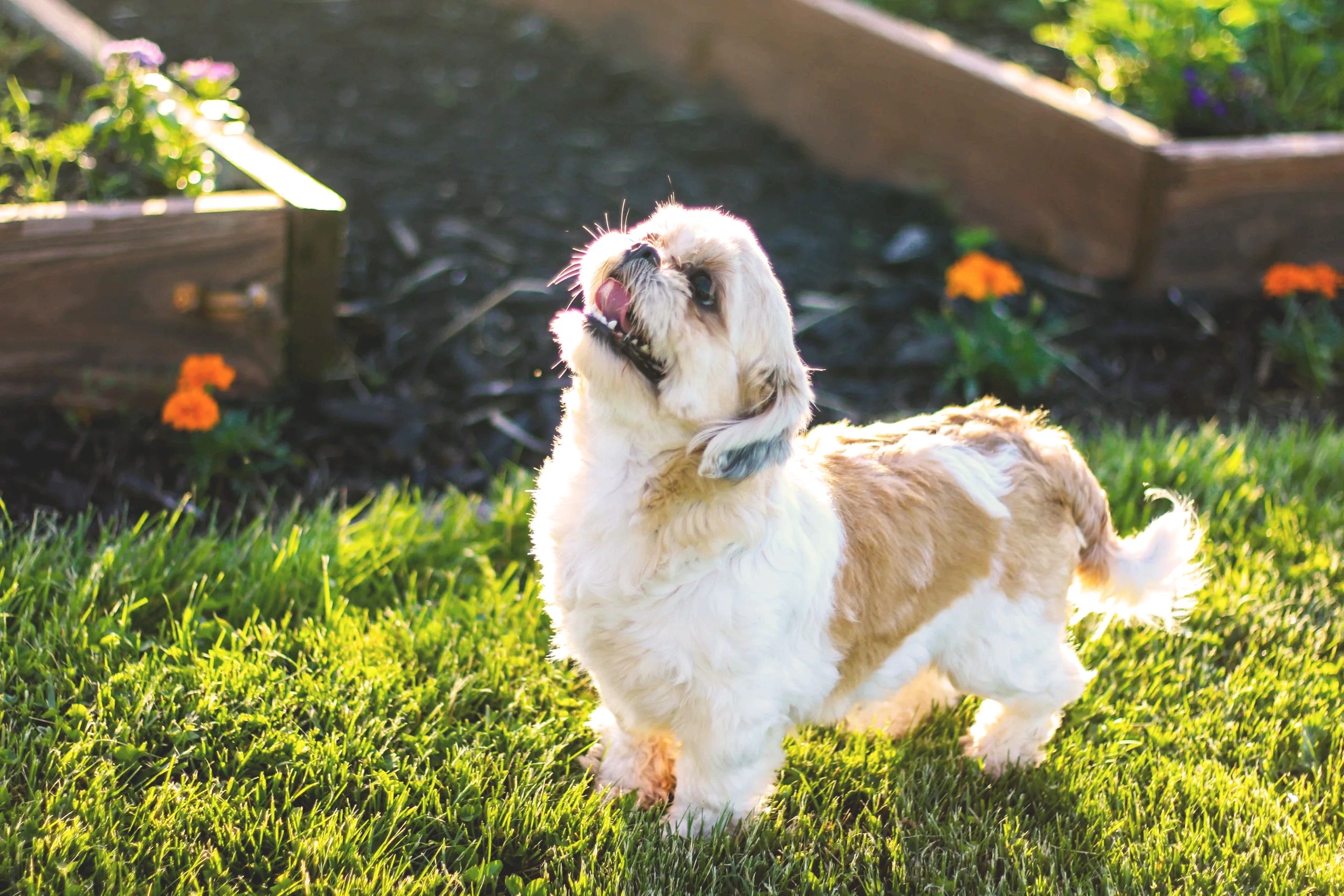 Why does my dog eat its poop?