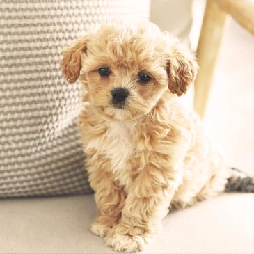 Shihpoo Puppies for Sale