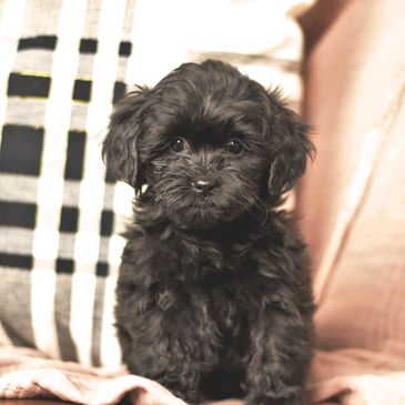 Shihpoo Puppies for Sale