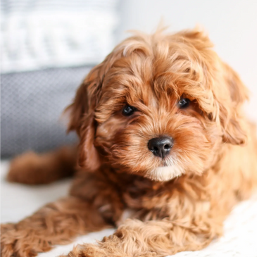 Why a Cavapoo? Cavapoo Puppies for Sale, About the Cavapoo Puppy, Cavalier King Charles Puppies