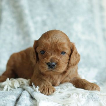 Why a Cavapoo? Cavapoo Puppies for Sale, About the Cavapoo Puppy, Cavalier King Charles Puppies