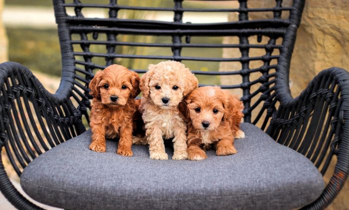 Cavapoo Puppies, Cavapoochon Puppies in Iowa, Cavapoochon Puppies for Sale, Puppies for Sale, Poodle