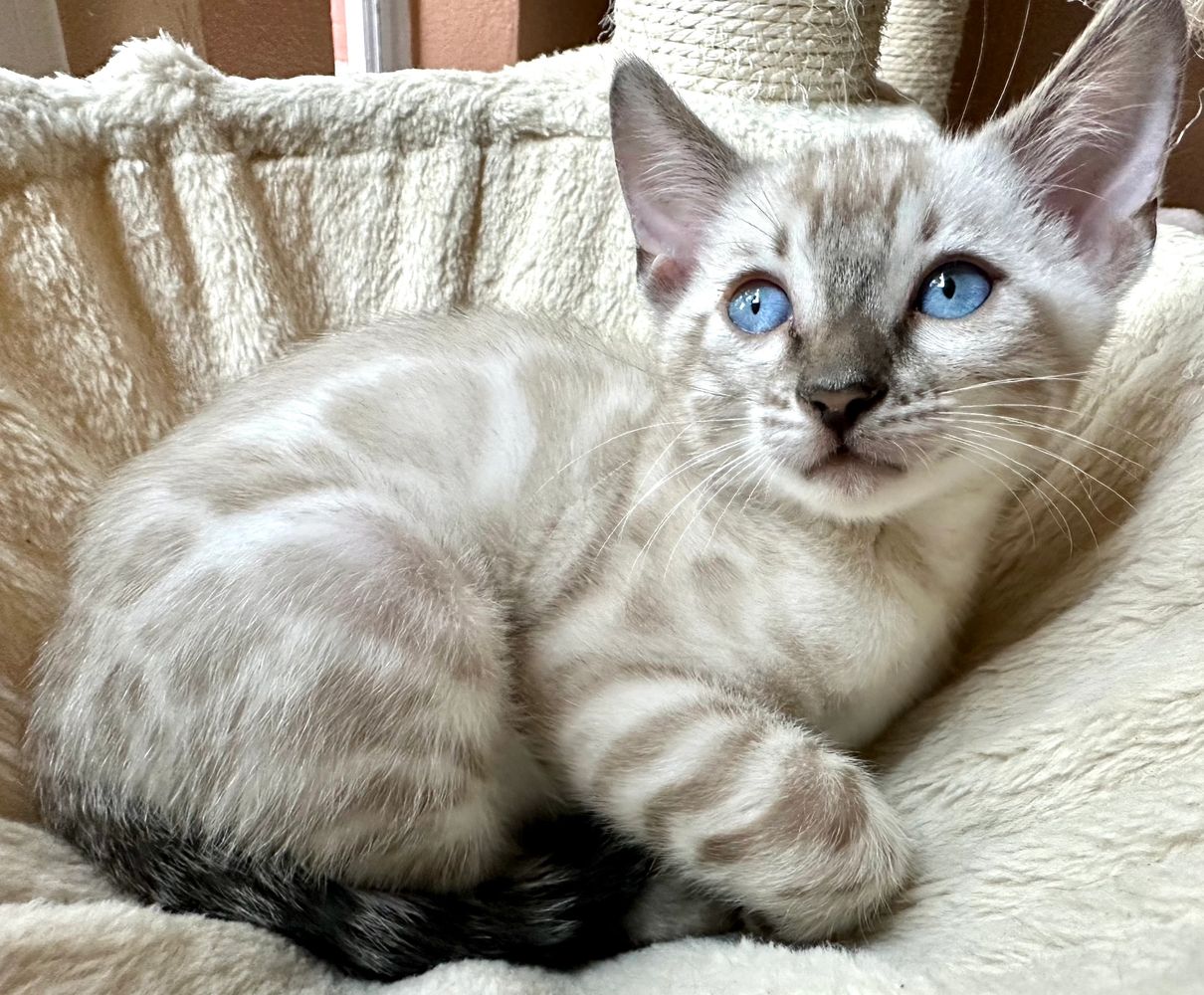 Silver Bengal Cats & Kittens for Sale 