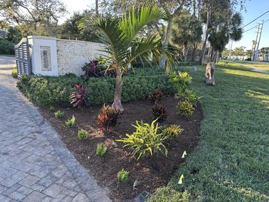 Newly planted garden bed with palm tree and shrubs.