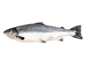 Atlantic Salmon