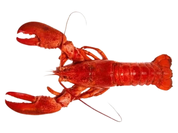 Maine Lobster