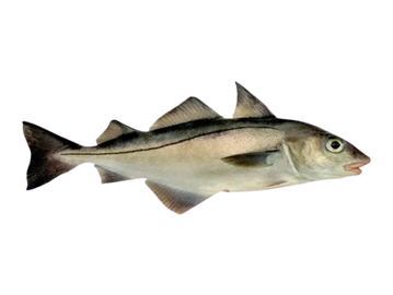 Atlantic Haddock