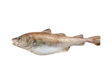 Pacific Cod Fish