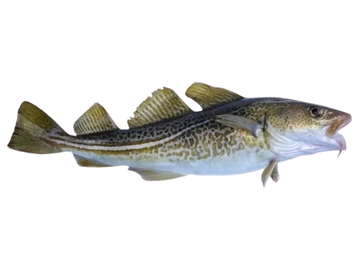 Atlantic Cod Fish