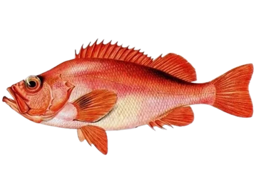 Acadian Redfish  / Ocean Perch