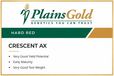 PlainsGold Crescent AX hard red wheat with good yield and early maturity.