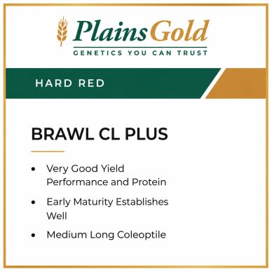 Plains Gold BRAWL CL Plus Hard Red wheat variety with good yield and early maturity.