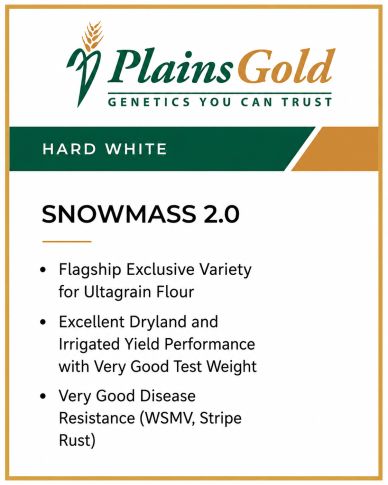 PlainsGold Snowmass 2.0 Hard White wheat with excellent yield and disease resistance.