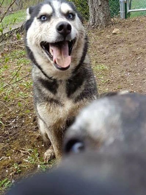 Rubles found a mud puddle with bonus Chips photobomb