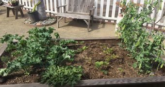 raised bed garden