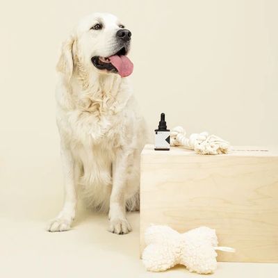 CBD for pets