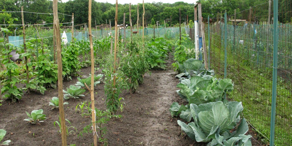 New Paltz Gardens For Nutrition New Paltz Gardens For Nutrition